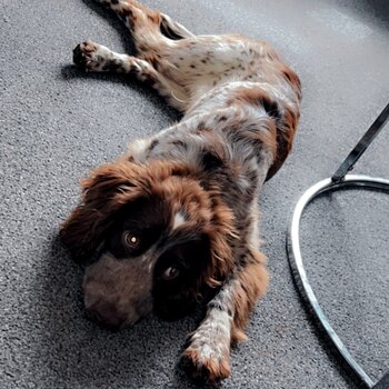 Young sprocker spaniel