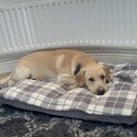 Loving Home Required for our Labrador -3