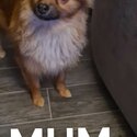 Miniature fox face pomeranians for sale -5