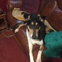 Rear SMOOTH COLLIE male pup for sale-0