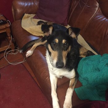 Rear SMOOTH COLLIE male pup for sale