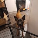 Bull herder/ Dutch shepherd pup-4