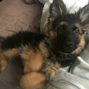 German shepard puppies for sale -1