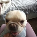 French Bulldog for sale-4