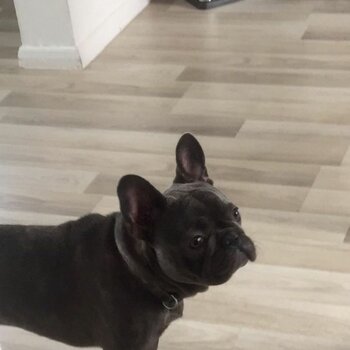 Lovely French bulldog 