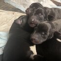 Whippet puppies -1