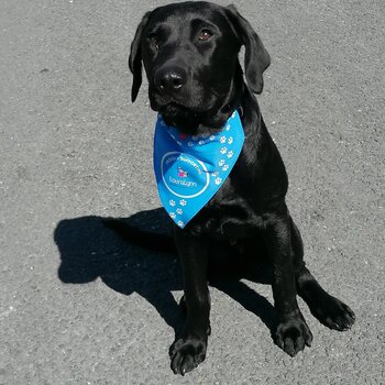 Black labrador pup looking for his forever home 