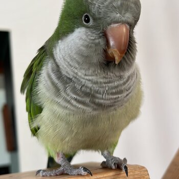 Quaker parrot