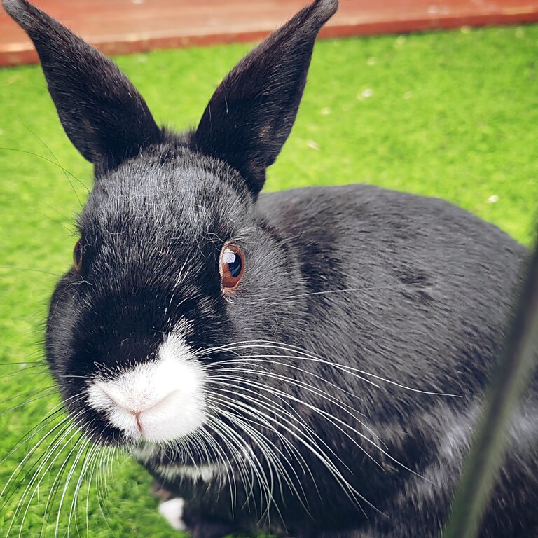 Bonded Pair Rabbits , Male, Neutered 