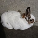 2 Netherland Dwarf sisters -2