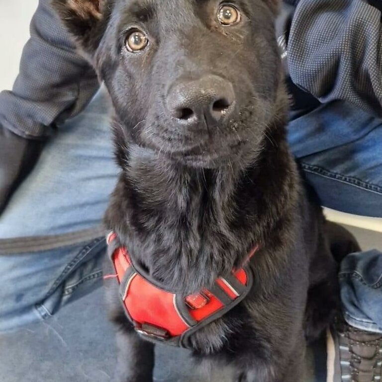 KC Registered German Shepherd Puppies 