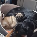 Penny the pug needs loving home-2