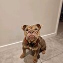 Gorgeous British bulldog female-0