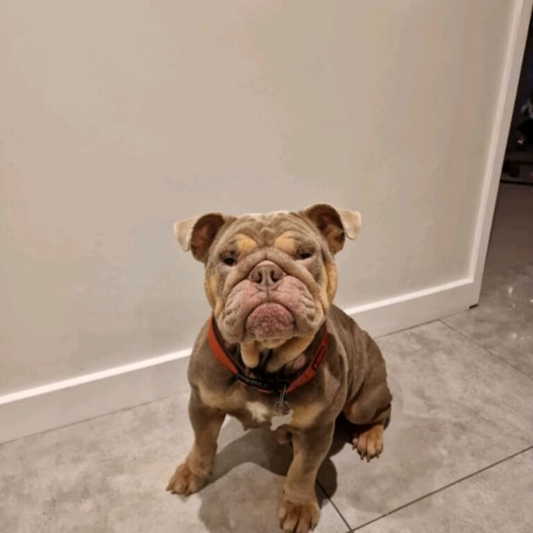 Gorgeous British bulldog female