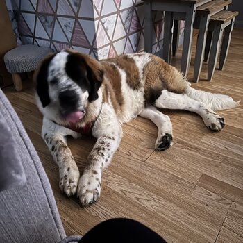 Gorgeous St. Bernard 