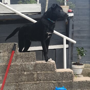 Lab/Collie pup 5 months