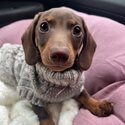 Miniature dachshund -3