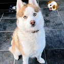 Pomsky dog for sale -3