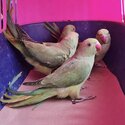 ***BEAUTIFUL, TAME, YOUNG RINGNECKS PARROTSFOR SALE***-1