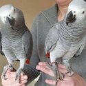 Super Tame African Grey Parrots-1