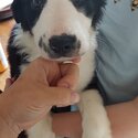 2 Border Collie Pups for new home -2