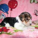 YORKSHIRE TERRIERS/BIEWERS FOR SALE-3