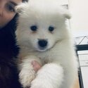 Beautiful Samoyed puppies for sale :)-1