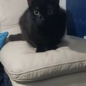 1 Year Old CAT for Sale - Free-1