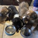 Collie puppies -2