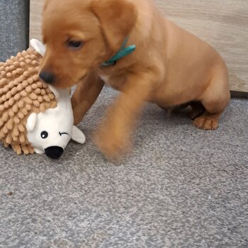 9 week old red fox labrador puppy 