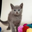 Russian blue kittens. Beauties of sable and lilac colors-3