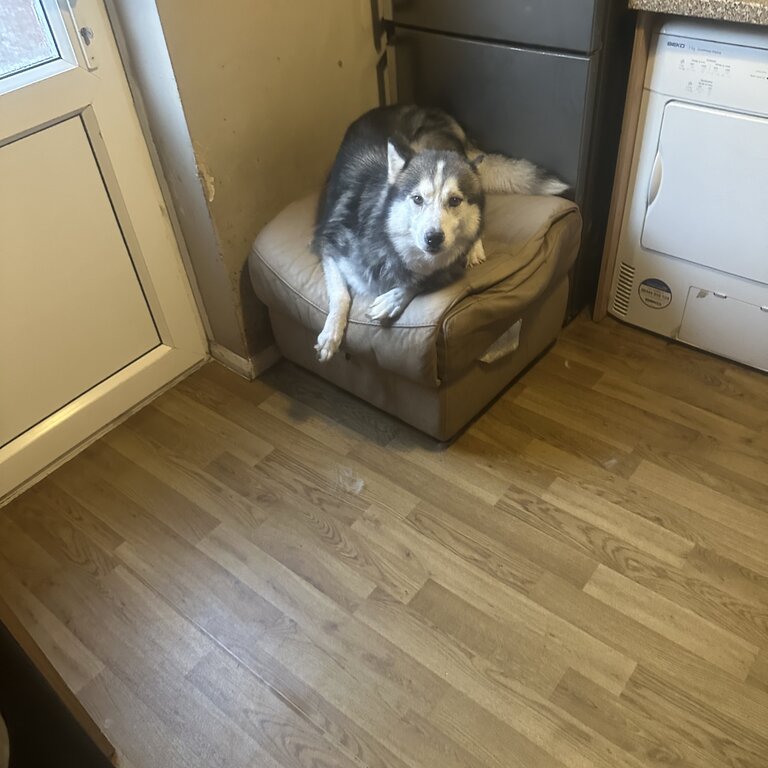 Stunning Siberian husky for sell