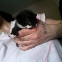 stunning Female Kitten For Sale-1