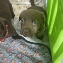 Gorgeous Labrador puppies for sale -3