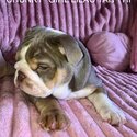 Stunning English bulldogs ready now!-5