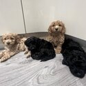 Beautiful F1 toy Cockapoo puppies ready Easter Monday -4