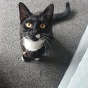 Need to rehome my 9 month old kitten -5