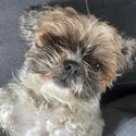 Beautiful well behaved 3 year old shih tzu female -0