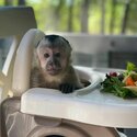 playful  pygmy marmoset and Capuchin monkeys,.-1