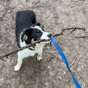 Tri coloured border collie -0