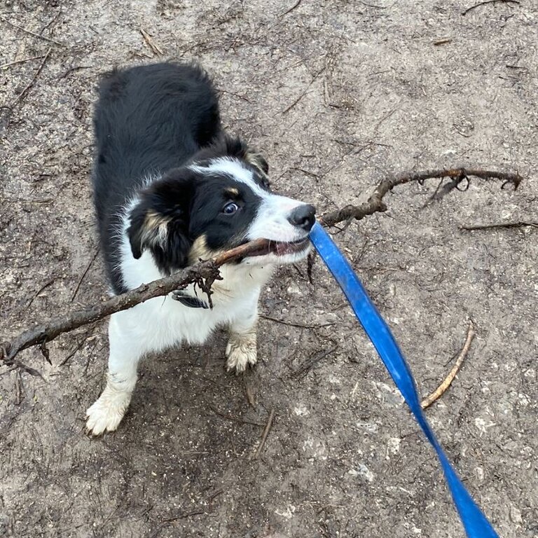 Tri coloured border collie 