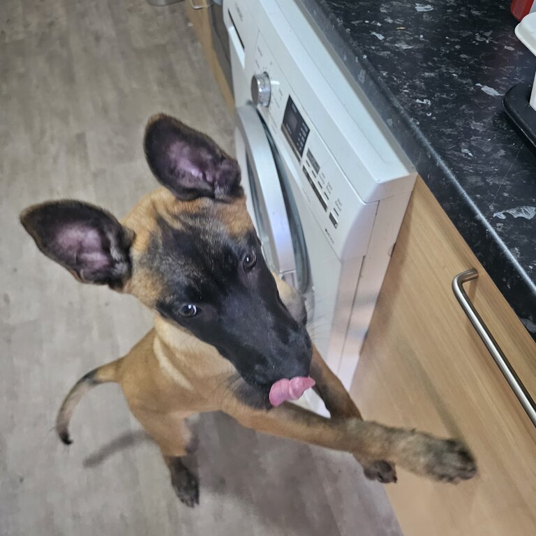 Belgian Malinois