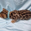 Pure bengal kittens-2