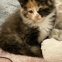 Pedigree Mainecoon kittens for sale-0