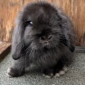 Mini lop babies -1