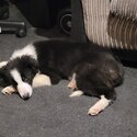 Rehome border collie-2