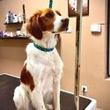 Cody, Brittany Spaniel, Needing Forever Home-1