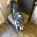 Stunning Siberian husky for sell-5