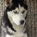 Female Siberian Huskies Full Breed-2