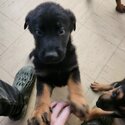 German Shepherd x Doberman/Rottweiler-3